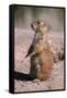 Black-Tailed Prairie Dog Standing, Badlands National Park, South Dakota, Usa-John Barger-Framed Stretched Canvas