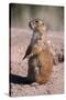 Black-Tailed Prairie Dog Standing, Badlands National Park, South Dakota, Usa-John Barger-Stretched Canvas