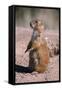 Black-Tailed Prairie Dog Standing, Badlands National Park, South Dakota, Usa-John Barger-Framed Stretched Canvas