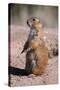 Black-Tailed Prairie Dog Standing, Badlands National Park, South Dakota, Usa-John Barger-Stretched Canvas