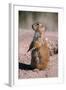 Black-Tailed Prairie Dog Standing, Badlands National Park, South Dakota, Usa-John Barger-Framed Photographic Print