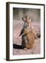 Black-Tailed Prairie Dog Standing, Badlands National Park, South Dakota, Usa-John Barger-Framed Photographic Print