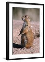 Black-Tailed Prairie Dog Standing, Badlands National Park, South Dakota, Usa-John Barger-Framed Photographic Print