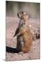Black-Tailed Prairie Dog Standing, Badlands National Park, South Dakota, Usa-John Barger-Mounted Photographic Print