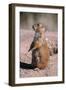 Black-Tailed Prairie Dog Standing, Badlands National Park, South Dakota, Usa-John Barger-Framed Premium Photographic Print