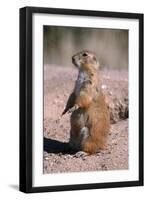 Black-Tailed Prairie Dog Standing, Badlands National Park, South Dakota, Usa-John Barger-Framed Premium Photographic Print
