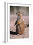 Black-Tailed Prairie Dog Standing, Badlands National Park, South Dakota, Usa-John Barger-Framed Premium Photographic Print