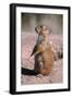 Black-Tailed Prairie Dog Standing, Badlands National Park, South Dakota, Usa-John Barger-Framed Photographic Print