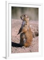 Black-Tailed Prairie Dog Standing, Badlands National Park, South Dakota, Usa-John Barger-Framed Photographic Print