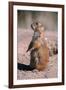 Black-Tailed Prairie Dog Standing, Badlands National Park, South Dakota, Usa-John Barger-Framed Photographic Print