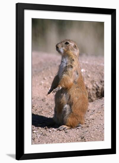 Black-Tailed Prairie Dog Standing, Badlands National Park, South Dakota, Usa-John Barger-Framed Photographic Print