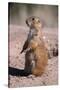 Black-Tailed Prairie Dog Standing, Badlands National Park, South Dakota, Usa-John Barger-Stretched Canvas