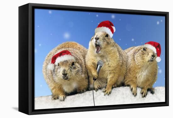 Black-Tailed Prairie Dog Three Animals in a Row-null-Framed Stretched Canvas