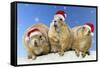 Black-Tailed Prairie Dog Three Animals in a Row-null-Framed Stretched Canvas