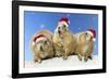 Black-Tailed Prairie Dog Three Animals in a Row-null-Framed Photographic Print