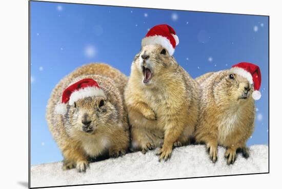 Black-Tailed Prairie Dog Three Animals in a Row-null-Mounted Photographic Print