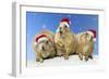 Black-Tailed Prairie Dog Three Animals in a Row-null-Framed Photographic Print