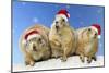 Black-Tailed Prairie Dog Three Animals in a Row-null-Mounted Photographic Print