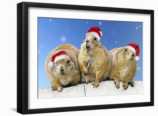 Black-Tailed Prairie Dog Three Animals in a Row-null-Framed Photographic Print