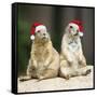 Black-Tailed Prairie Dog Wearing Christmas Hats-null-Framed Stretched Canvas