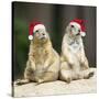 Black-Tailed Prairie Dog Wearing Christmas Hats-null-Stretched Canvas