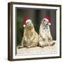 Black-Tailed Prairie Dog Wearing Christmas Hats-null-Framed Photographic Print