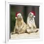 Black-Tailed Prairie Dog Wearing Christmas Hats-null-Framed Photographic Print