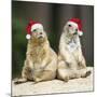 Black-Tailed Prairie Dog Wearing Christmas Hats-null-Mounted Photographic Print