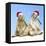 Black-Tailed Prairie Dog with Christmas Hats-null-Framed Stretched Canvas