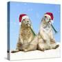 Black-Tailed Prairie Dog with Christmas Hats-null-Stretched Canvas