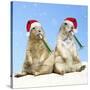 Black-Tailed Prairie Dog with Christmas Hats-null-Stretched Canvas