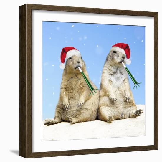 Black-Tailed Prairie Dog with Christmas Hats-null-Framed Photographic Print