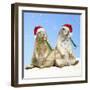 Black-Tailed Prairie Dog with Christmas Hats-null-Framed Photographic Print