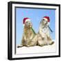 Black-Tailed Prairie Dog with Christmas Hats-null-Framed Photographic Print