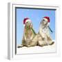 Black-Tailed Prairie Dog with Christmas Hats-null-Framed Photographic Print