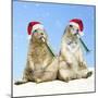 Black-Tailed Prairie Dog with Christmas Hats-null-Mounted Photographic Print