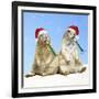 Black-Tailed Prairie Dog with Christmas Hats-null-Framed Photographic Print