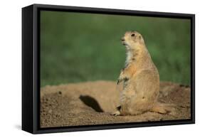 Black-Tailed Prairie Dog-DLILLC-Framed Stretched Canvas