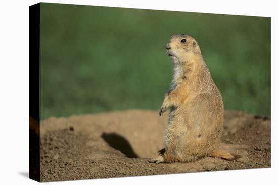 Black-Tailed Prairie Dog-DLILLC-Stretched Canvas