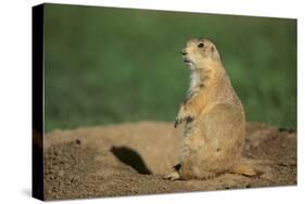 Black-Tailed Prairie Dog-DLILLC-Stretched Canvas