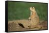 Black-Tailed Prairie Dog-DLILLC-Framed Stretched Canvas