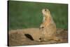 Black-Tailed Prairie Dog-DLILLC-Stretched Canvas