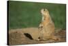 Black-Tailed Prairie Dog-DLILLC-Stretched Canvas