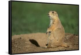 Black-Tailed Prairie Dog-DLILLC-Framed Stretched Canvas