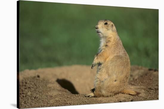 Black-Tailed Prairie Dog-DLILLC-Stretched Canvas