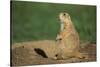 Black-Tailed Prairie Dog-DLILLC-Stretched Canvas