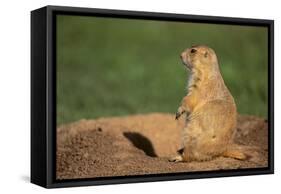 Black-Tailed Prairie Dog-DLILLC-Framed Stretched Canvas