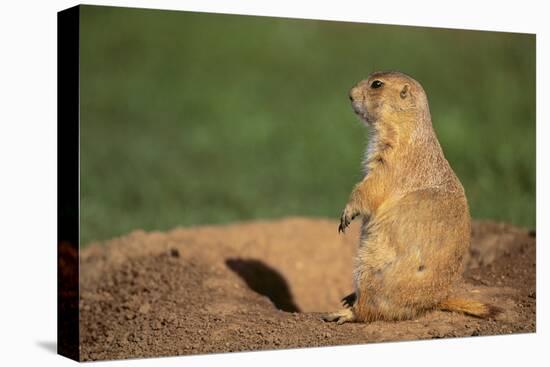 Black-Tailed Prairie Dog-DLILLC-Stretched Canvas