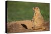 Black-Tailed Prairie Dog-DLILLC-Stretched Canvas