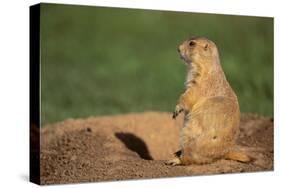 Black-Tailed Prairie Dog-DLILLC-Stretched Canvas